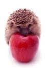 Hedgehog apple