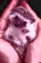 hedgehog in hands