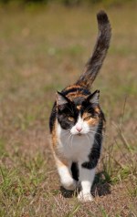 Calico running
