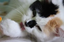 Calico washing face