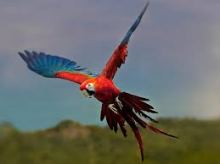 Parrot in flight