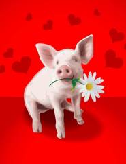 Pig Valentine