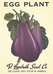 eggplant-note-card_1024x1024