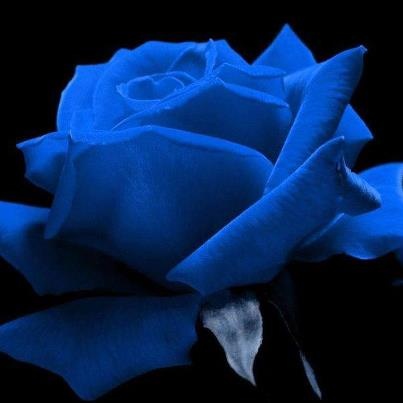 blue rose closeup