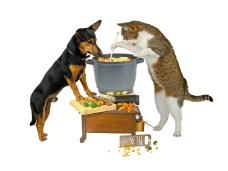 Dog-Cat-Cooking_dreamstime_s_24255835