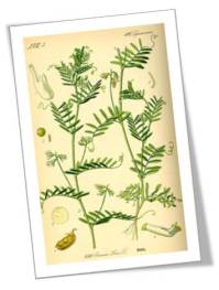 1885 Illustration of the lentil plant
