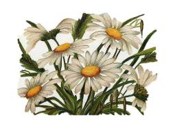 Daisies Victorian