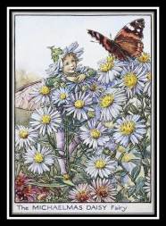 Michalemas daisy card