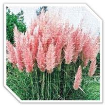 Pink Pampas Grass