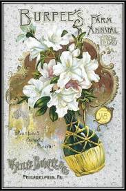 1893 Burpees Wine ad