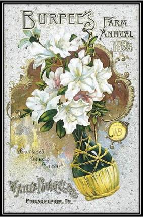 1893 Burpees Wine ad