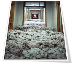 White flowers take over