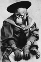 Victorian Chimp sailor suit