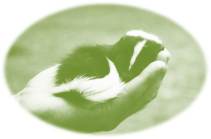 green skunk palm