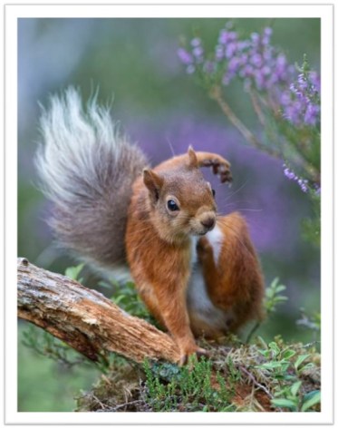 Squirrel scratching bbc
