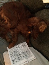 maddie_26502383972_o