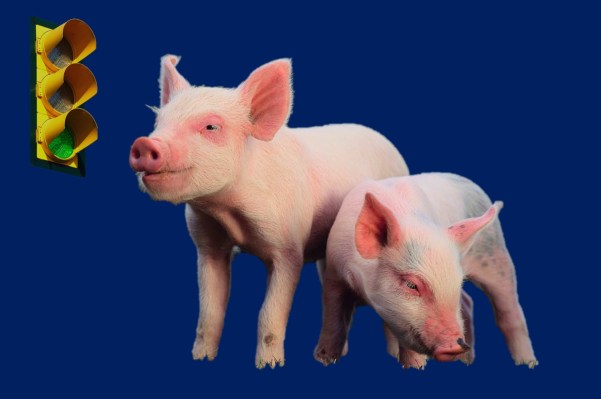 2-pigs-traffic-light