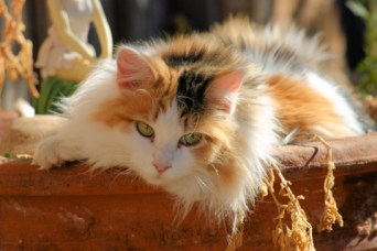 feline-calico_xs_3280429