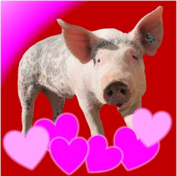 pig-hearts-red-2017