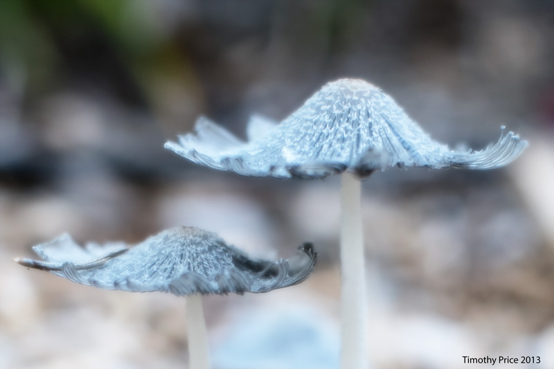 Mushrooms blue Tim Price