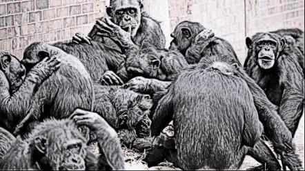 Chimps Nitpicking sketch