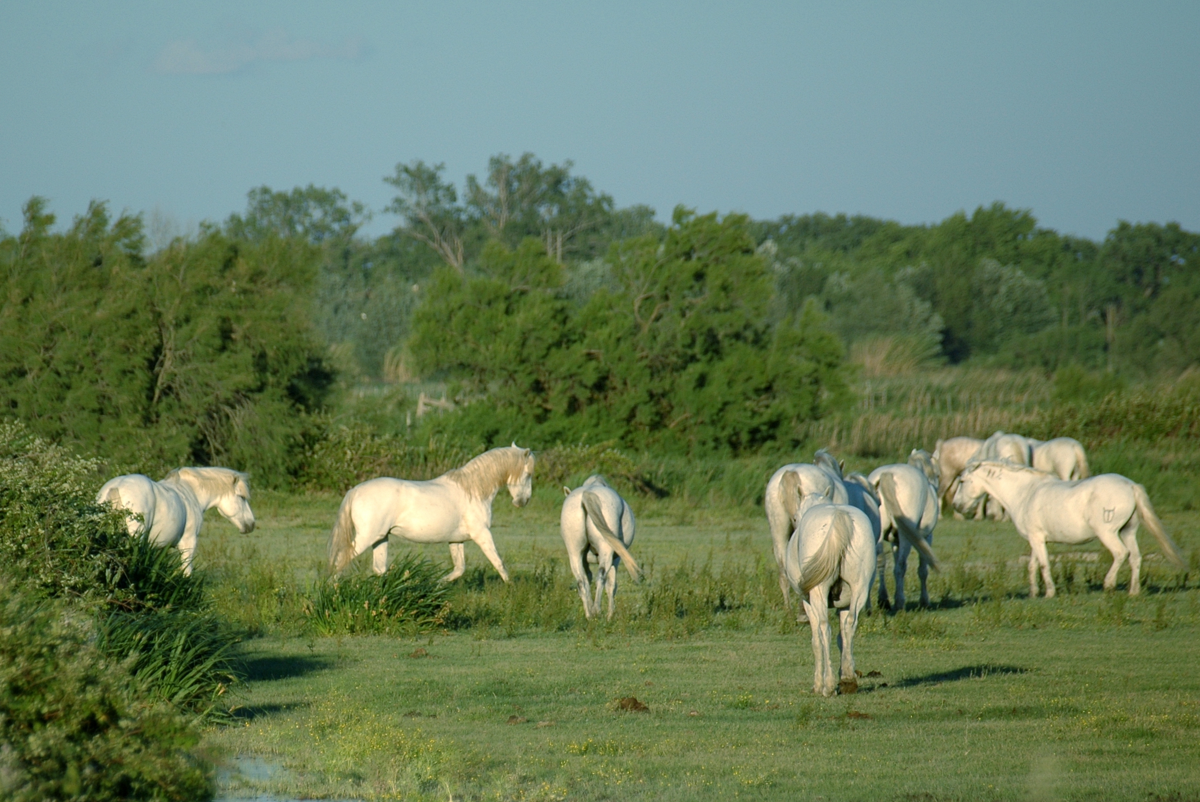 White Horses_in_camargue