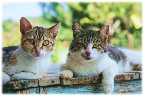 two brown tabby cats lay on wood planks