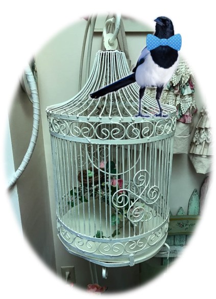 Jinx models a bow tie while perched on Dan's birdcage