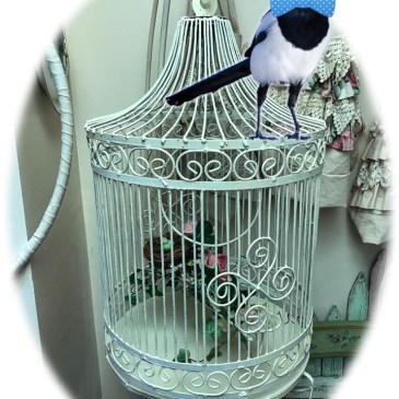 Jinx models a bow tie while perched on Dan's birdcage