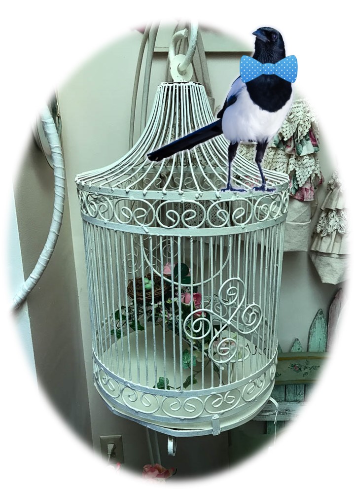 Jinx models a bow tie while perched on Dan's birdcage