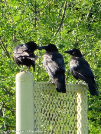 Three Crows by Dan Antion