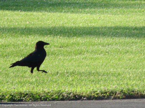 Joe Crow as Jinx the Magpie, by Dan Antion