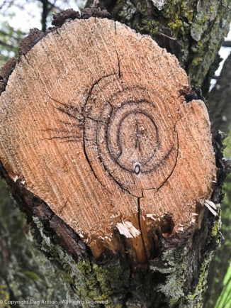 Cut branch SWIRL Dan Antion