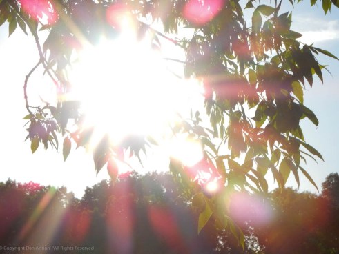 Red Spots by Dan Antion