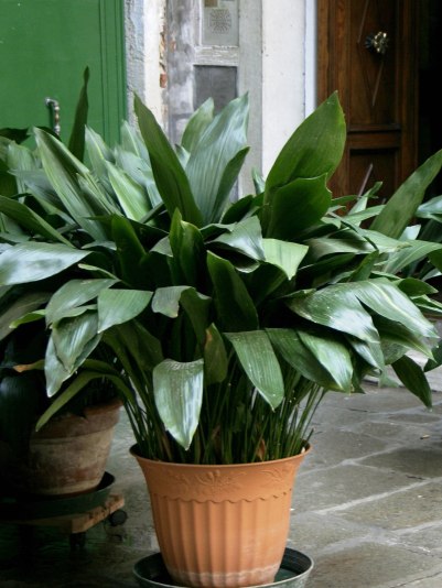 Aspidistra plant, Wikimedia Commons
