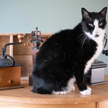 Moncton as the Black Cat, by Faith Antion