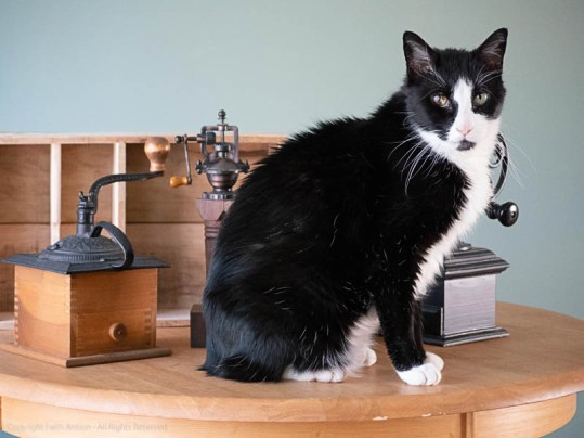 Moncton as the Black Cat, by Faith Antion