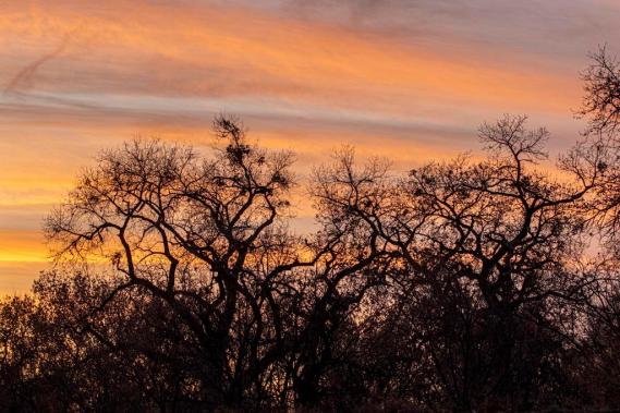 2 Gnarly Cottonwoods at sunset Tim Price