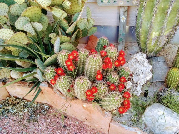 Small cacti blooming spring 2020