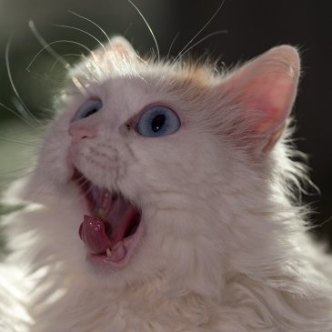 Turkish Van by Pasi Mämmelä at Pixabay