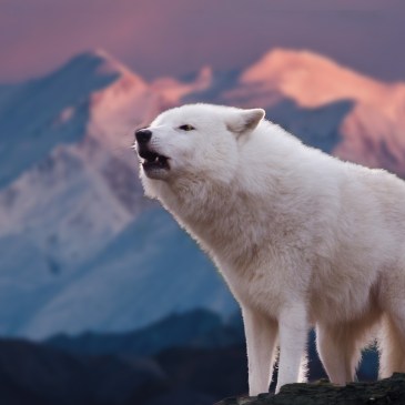 White wolf mountains Andrea Bohl Pixabay