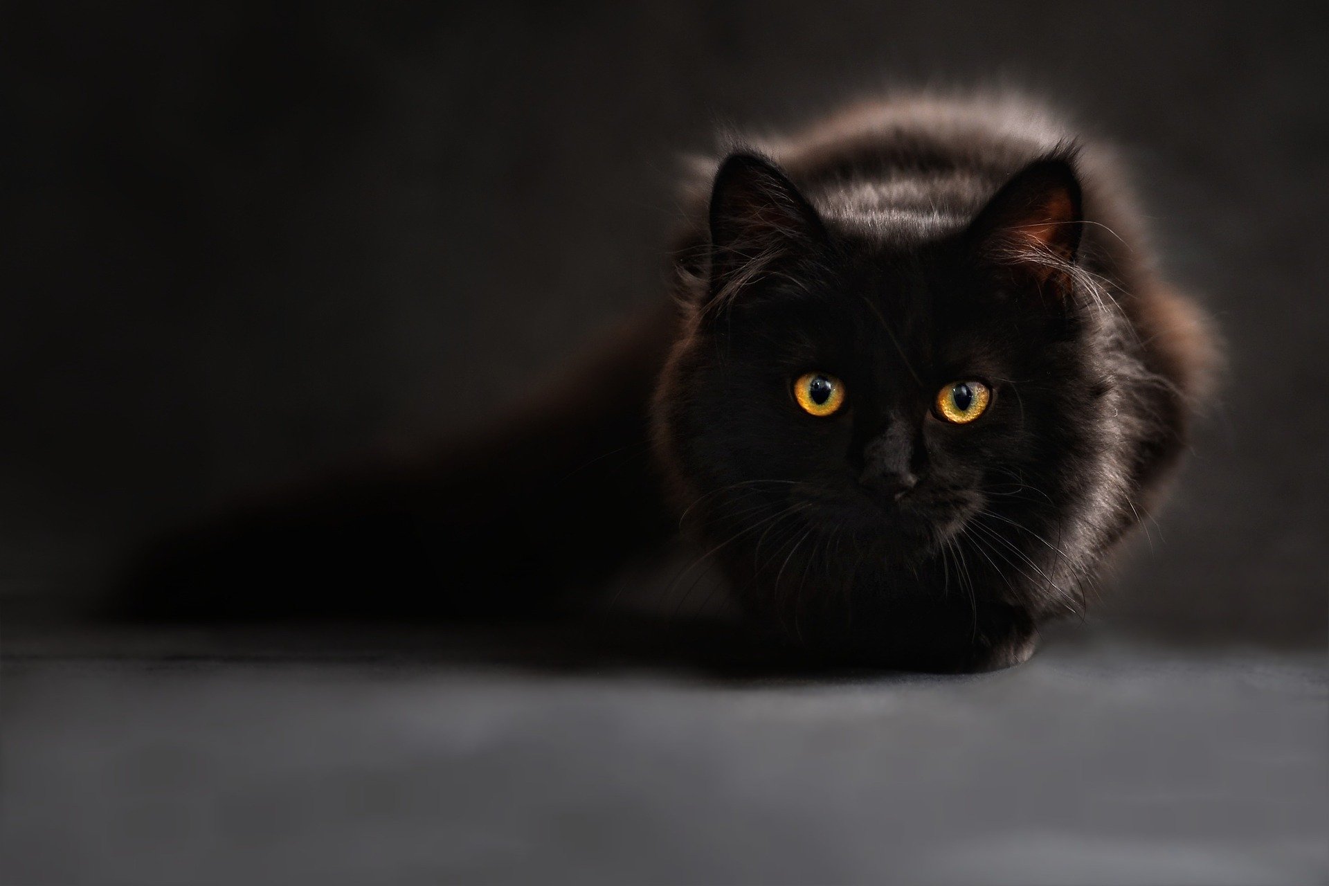 Black cat ready to pounce Claudia Wollesen Pixabay