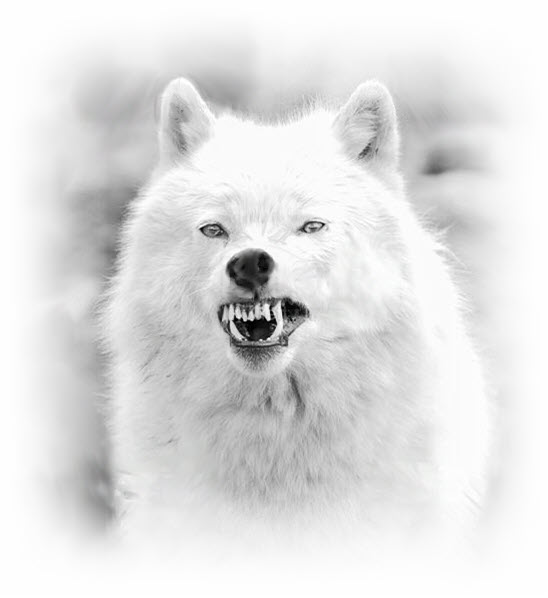 Whiet wolf snarl SOFT BW