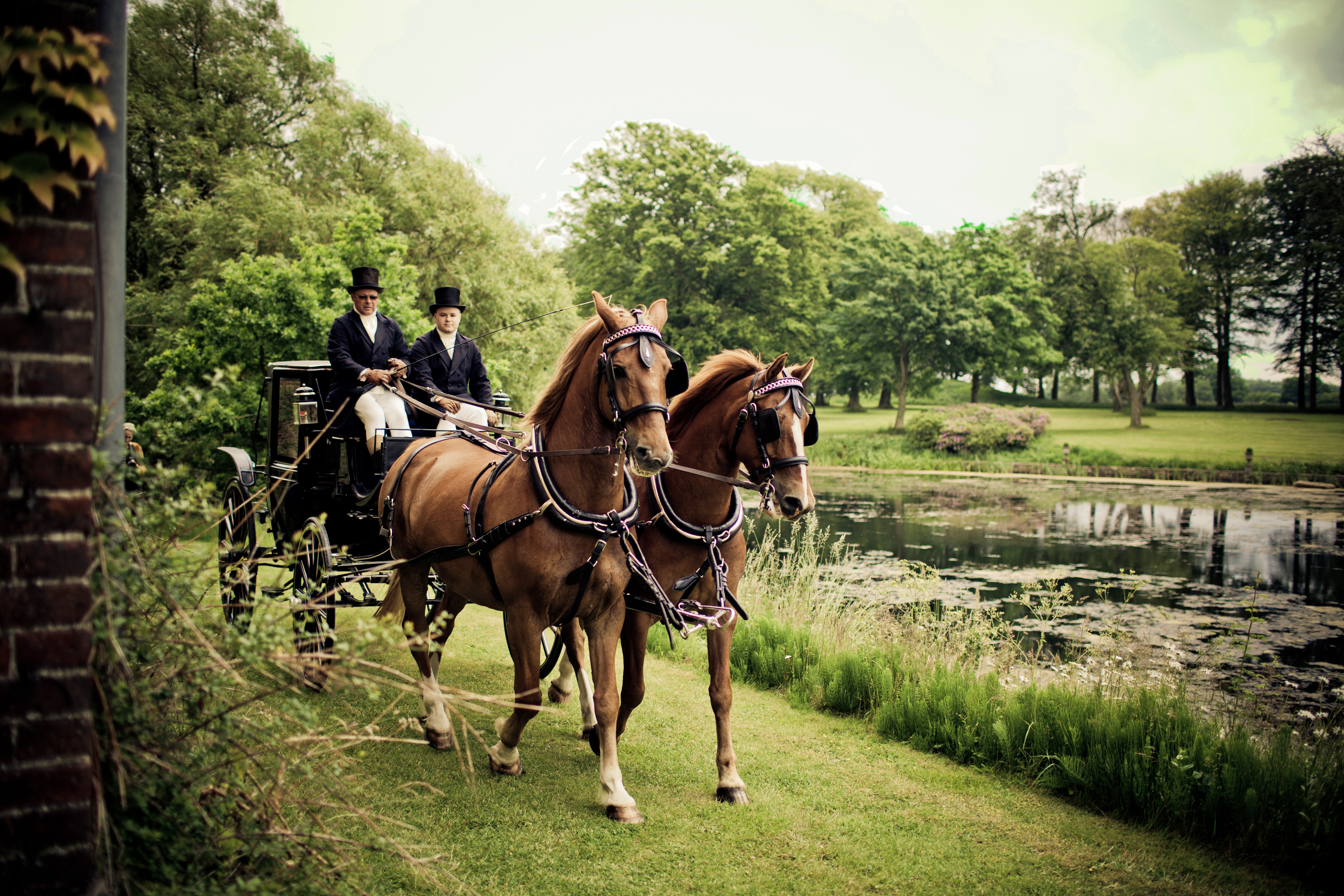 Horses pair tan pulling carriage dreamstime