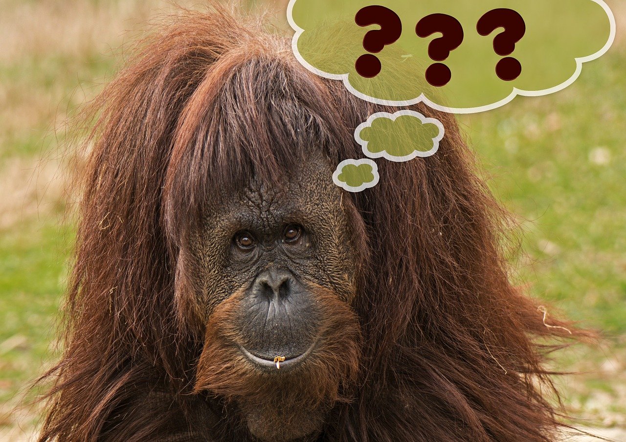 orangutan thinking Gerd Altmann Pixabay