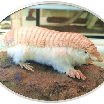 Pink Fairy Armadillo Wikipedia