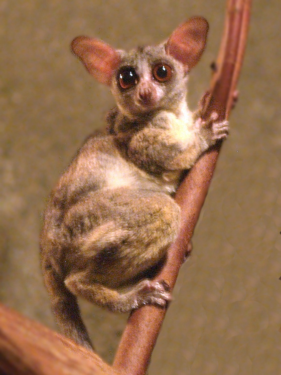 Lesser Bushbaby Wikipedia
