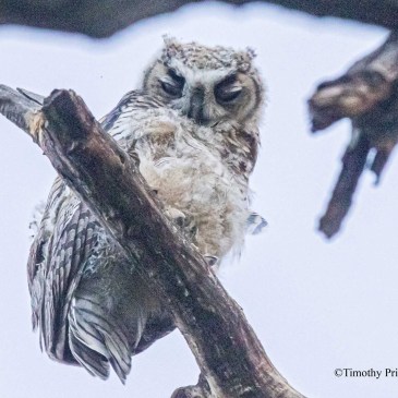 Sleepy young Owl by Timothy Price