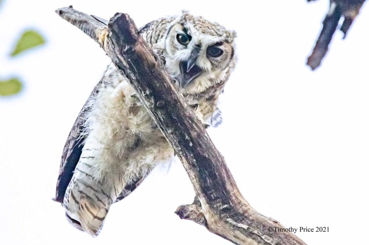 Young owl on tree Timothy Price 2021