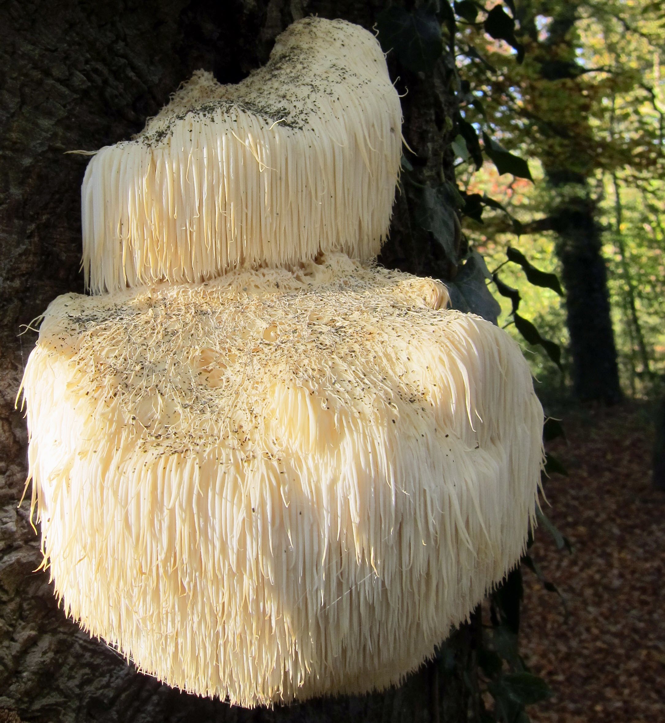 Lions Mane Mushroom Wikipedia